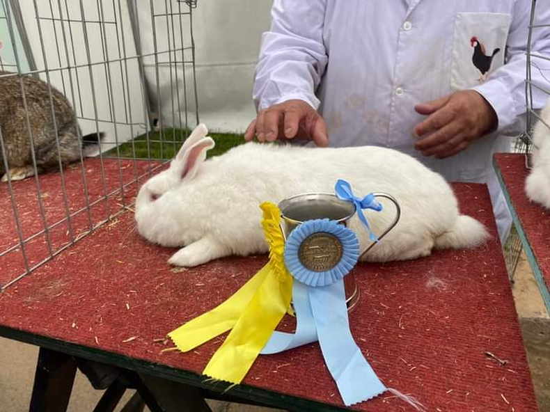 COCARDA. Uno de los ejemplares pilarenses premiados en la Rural de Palermo.&nbsp;