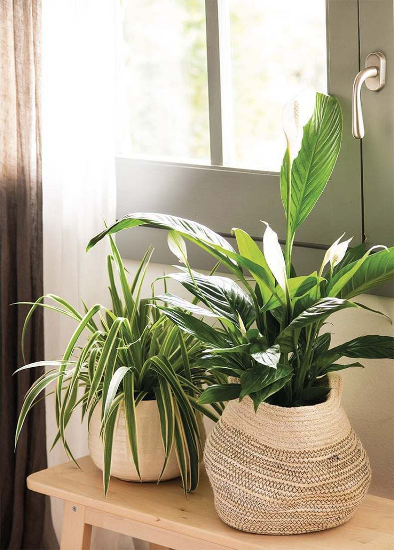 Plantas que te ayudan a absorber la humedad en tu hogar