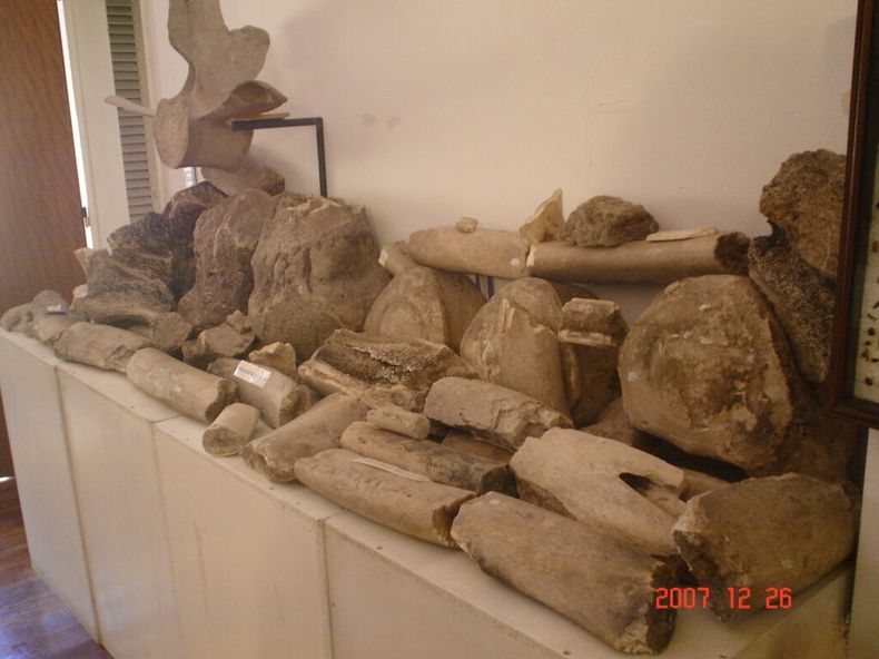 Los restos de la ballena terminaron en el Museo de Maschwitz, hoy Sociedad de Fomento.