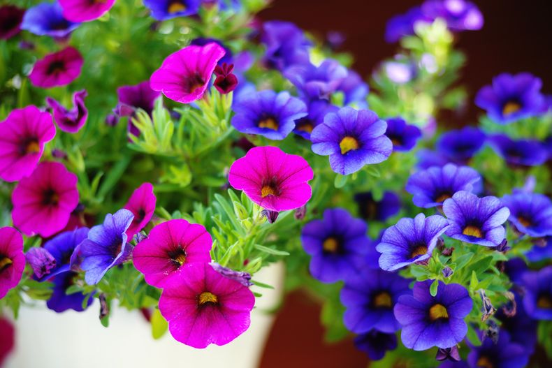 7 flores de primavera imprescindibles para un jardín lleno de color