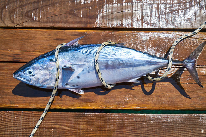 El 2 de mayo se celebra el Día Mundial del Atún, una especie que está sometida a una sobrepesca por su valor nutritivo y económico