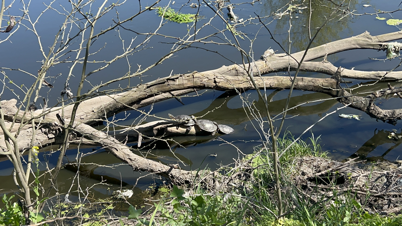Tortugas al sol, en La Reserva Natural del Pilar
