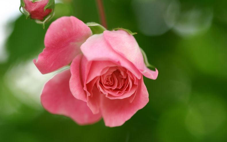 7 flores de primavera imprescindibles para un jardín lleno de color