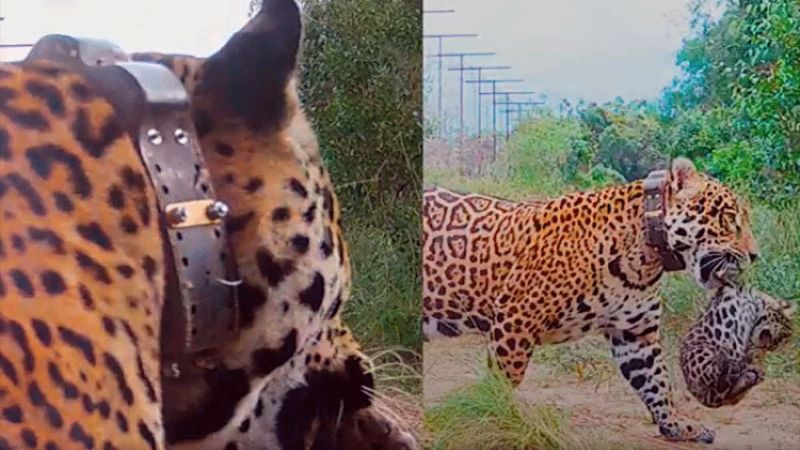 nacieron dos yaguaretes silvestres en los esteros del ibera