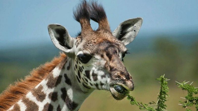nacieron dos jirafas gemelas en kenia