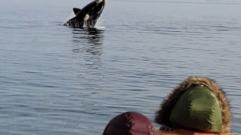 un concurso busca bautizar 10 ballenas: ¿como participar y que premios hay?