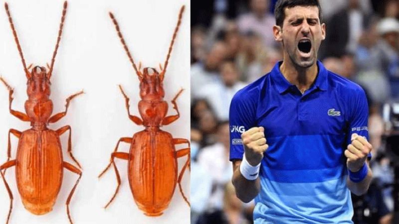 Descubren nueva especie de insecto y lo nombran como el tenista Novak Djokovic