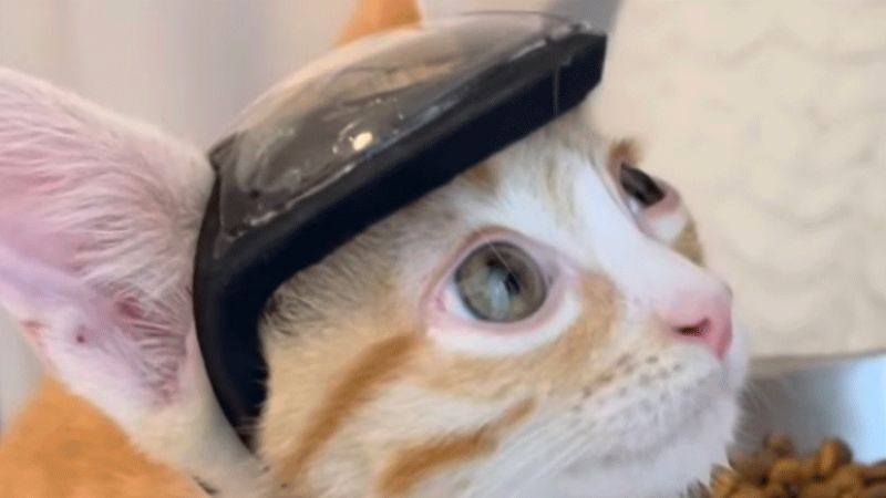La tierna historia de Otter, el gatito que necesita un casco para sobrevivir