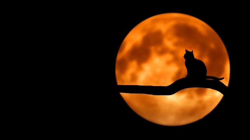 Luna llena de diciembre 2022: Qué ritual hacer de cara a la última luna del año