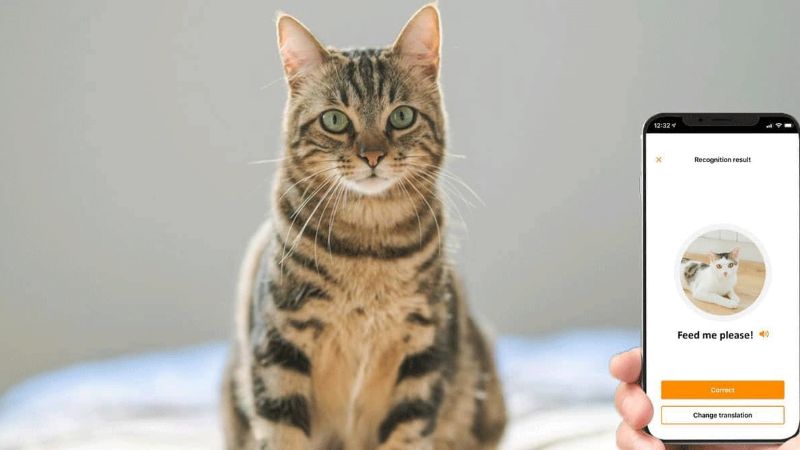 Una aplicación traduce los maullidos de gatos a lenguaje humano