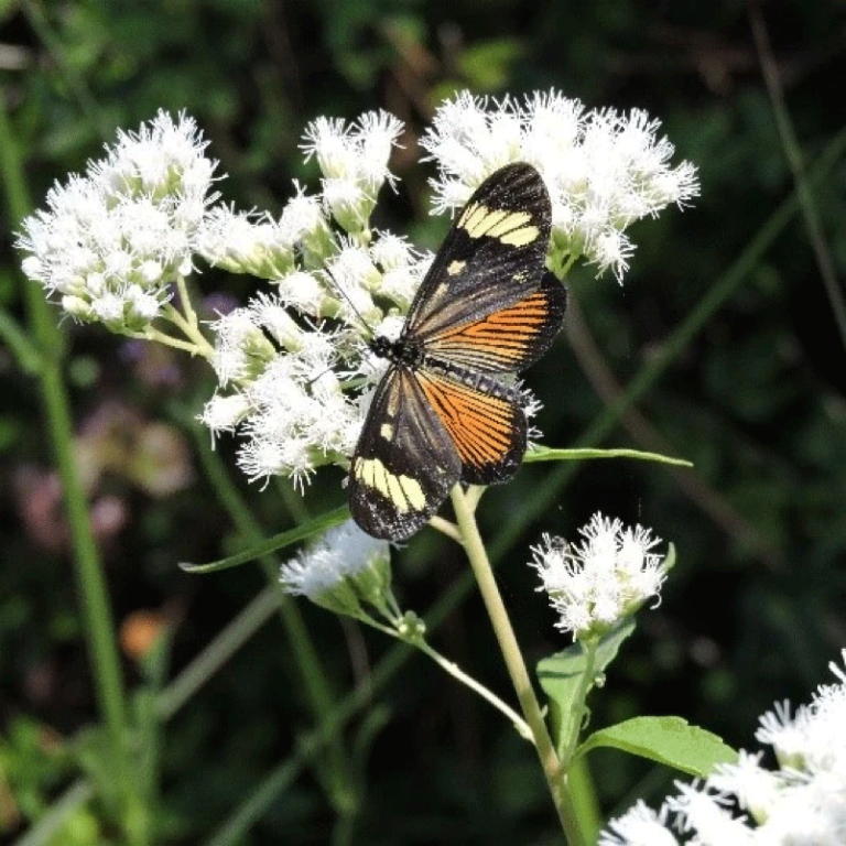 Mariposas y colibríes: Cómo hacer que vayan a tu jardín