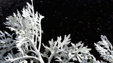 cuales son las 4 plantas resistentes al calor que iluminan tu jardin durante la noche
