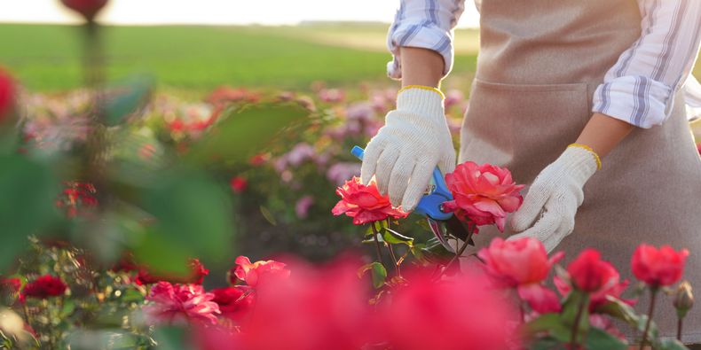 La poda de mantenimiento se realiza durante la floración. (tipps.net).