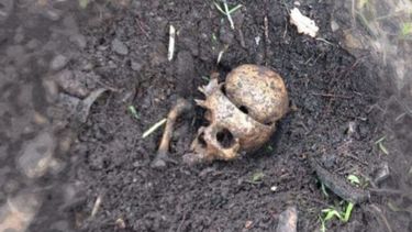 SORPRESA. El cráneo hallado por una vecina en el jardín de su casa. .