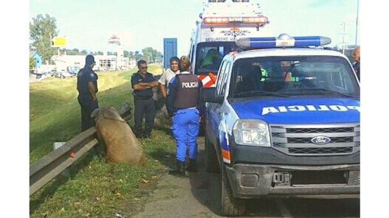 RODEADO. El cerdo pudo ser atrapado tras una ardua tarea de la policía. .