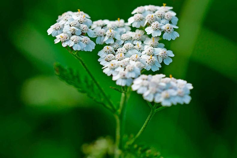 Su planta medicinal es la milenrama.(vivelanaturaleza.com)..jpg