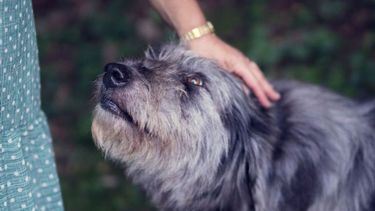 Fuegos artificiales amigables con los animales