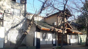 Peligro: árbol a punto de caer