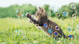 Día Internacional del Gato: ¿por qué se celebra el 8 de agosto?