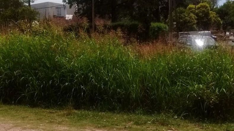 Vecinos de Villa Alpina II reclamamos mantenimiento de espacios verdes, pastizales en arroyo, zanja y cunetas. Calle Lobería, entre Colectora y Salíquelo. Pablo..