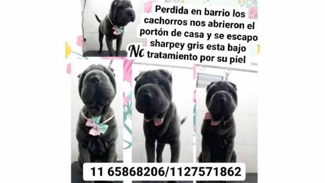 Se perdió el día miércoles 8 en Del Viso, barrio Los Cachorros. Shar Pei hembra, dos años. Está bajo tratamiento por su piel, por favor no sé dónde más publicar. Vale Alfonso..