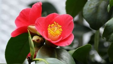 aromas del frio: cinco plantas con flores que perfuman el jardin en invierno