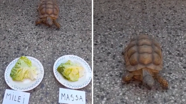 Una tortuga adivina predijo quién ganará el balotaje