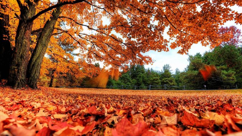 Beneficios de las hojas del otoño. Foto. El Confidencial..jpg