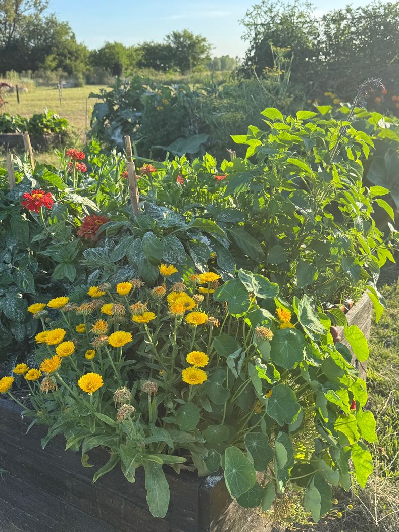 Cada cantero de alquiler tiene 4 m2 y cuenta con distintas variedades de frutas y verduras de estación. 