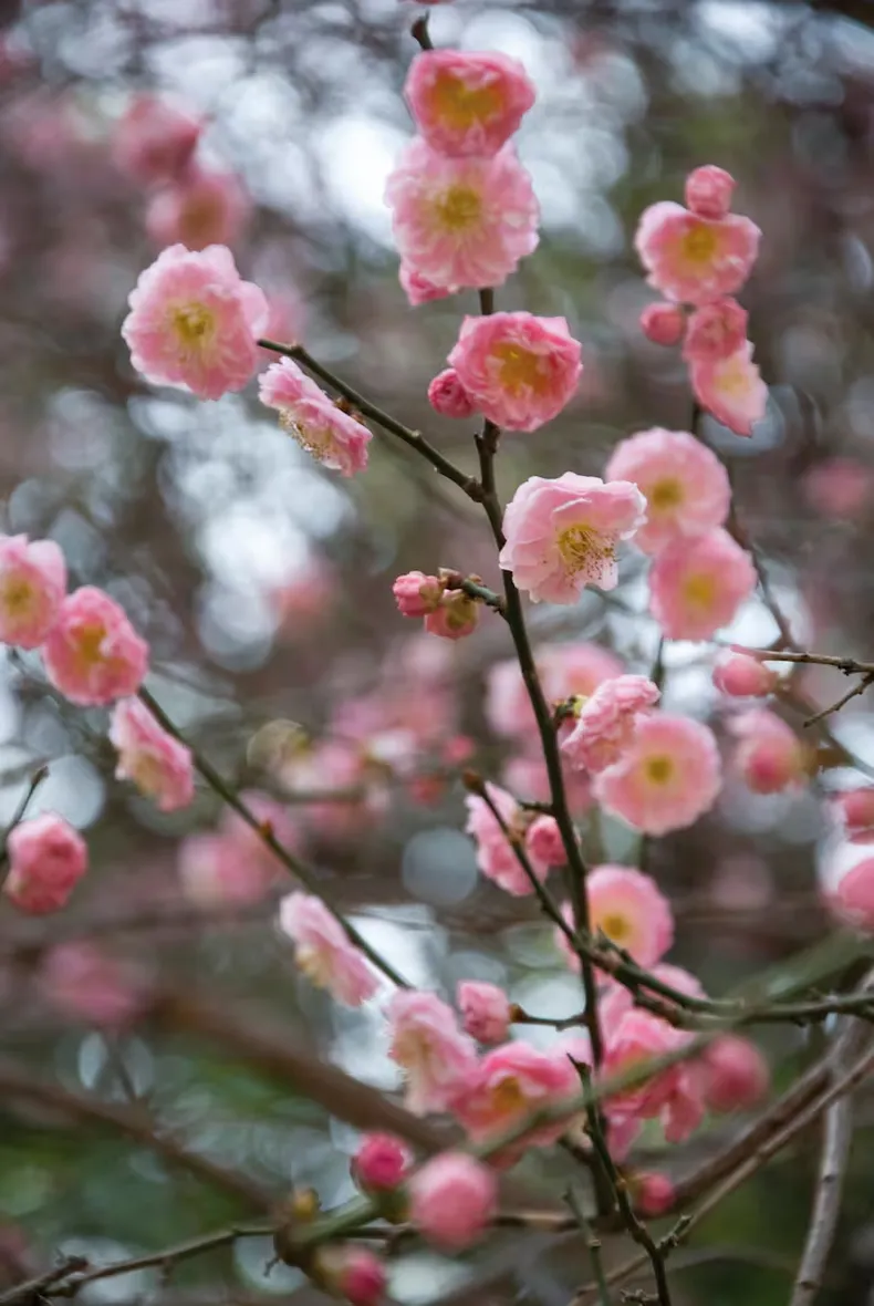 Mientras el resto del jardín estra en pausa, algunas flores despliegan su color. (Revista Jardín)..avif