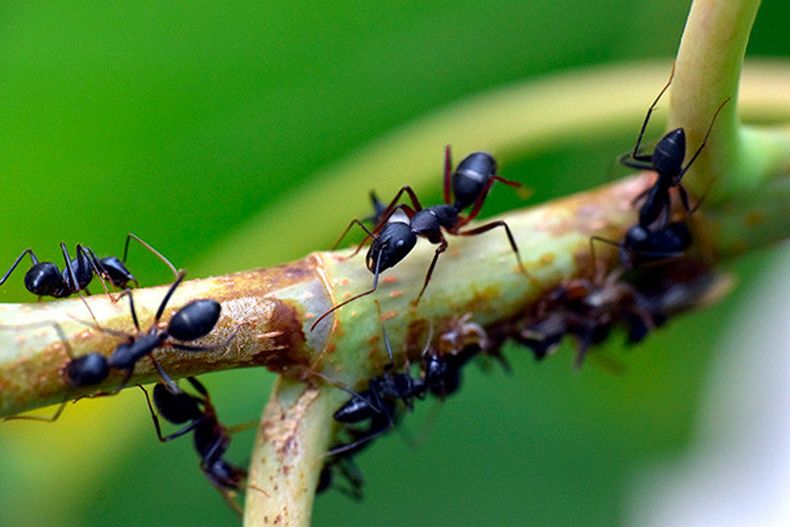 Trucos caseros para eliminar las hormigas de tus plantas. (Pixabay).jpg
