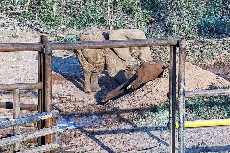 Kenya se acercó a despedir a Pupy. (sanctuary4elephants).
