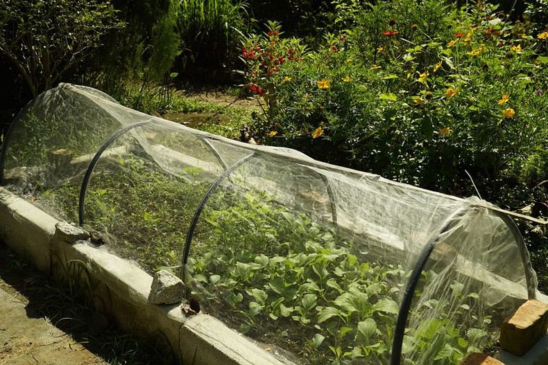 Opciones para proteger la huerta en invierno. Foto: © Spencer Wing.