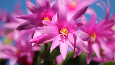 cactus de navidad: consejos para cuidarlo en esta epoca