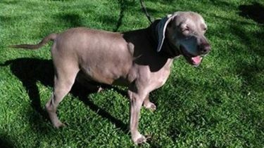 Perro encontrado