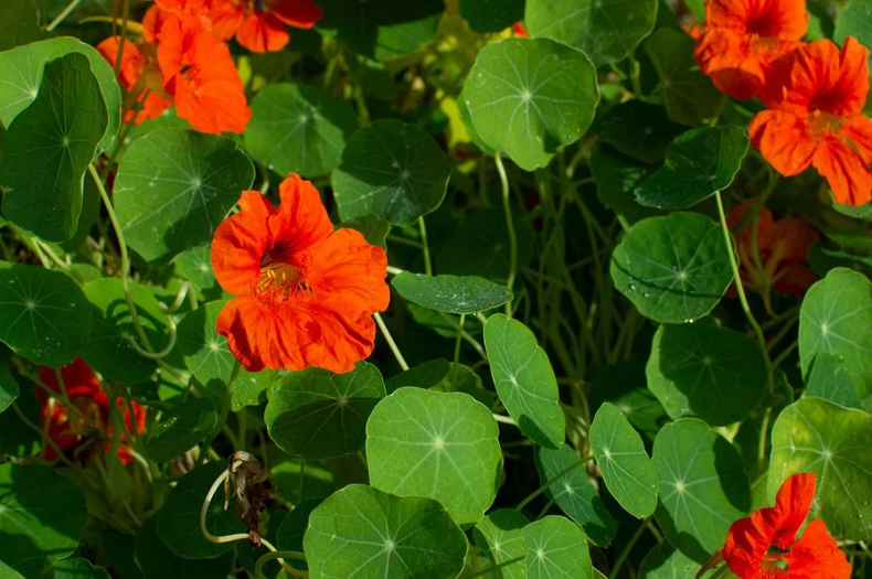 Las flores del taco de reina son comestibles. (hola.com).