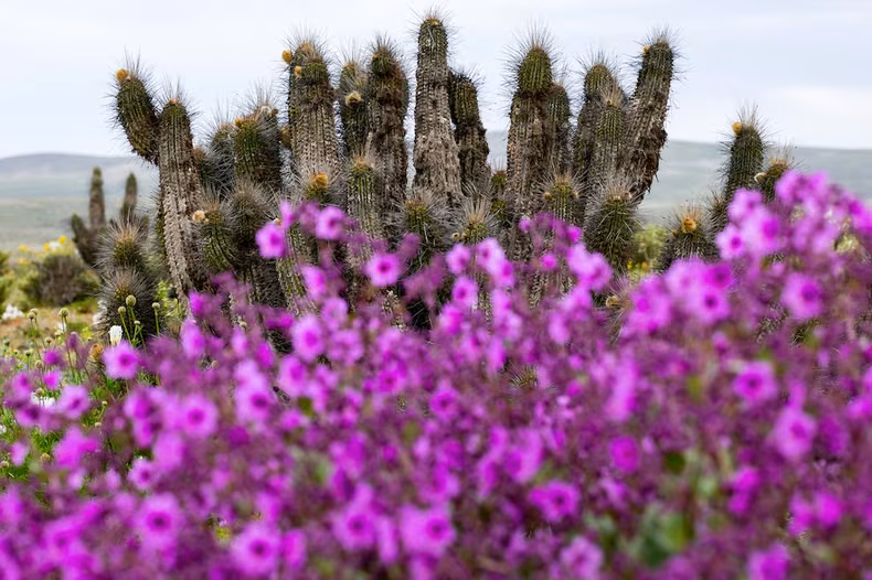 El desierto de Atacama, una de las zonas más áridas del mundo, se cubrió de flores. (AFP).