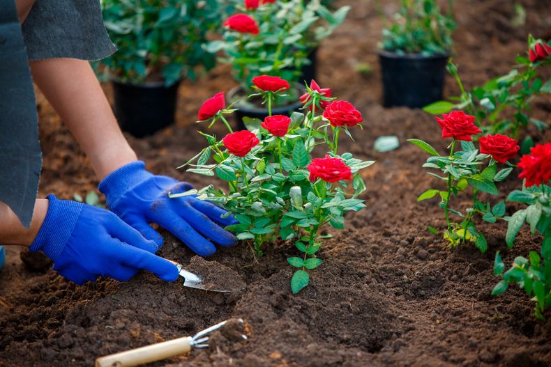 Plantar nuevas plantas es sinónimo de alegría. (amony.cl)..jpg
