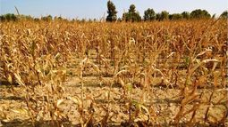 SEQUÍA. El agro fue el sector que más cayó en el trimestre..