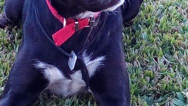 Grinch, en adopción