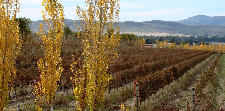 Viñedos de Bodega Saldungaray, provincia de Buenos Aires. (Bodega Saldungaray )..jpg