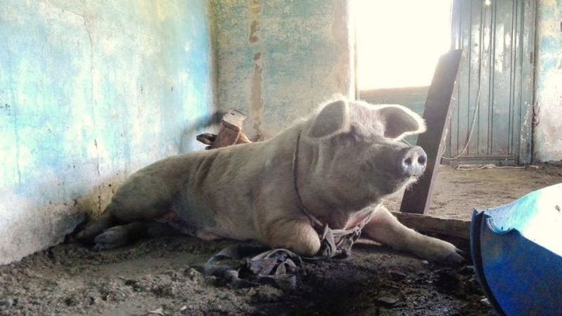 El chancho se recupera en un galpón de la exfábrica militar..