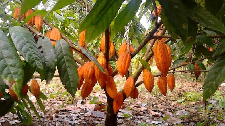 El cacao proviene de un árbol de zonas tropicales. (hidroponia.mx)..jpg