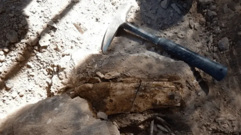 Investigadores del CONICET descubrieron una nueva especie de dinosaurio. (X)..png
