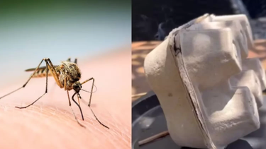 Maple de huevos: el truco para eliminar a los mosquitos