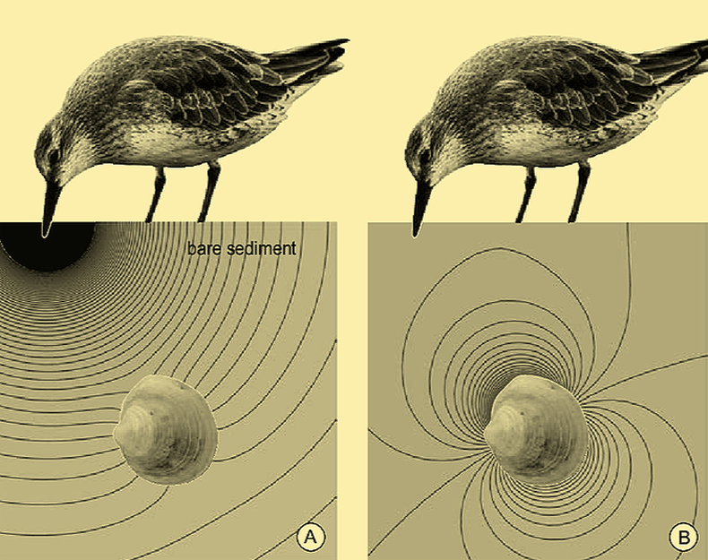Los correlimos tienen el sentido remoto. (Radboud University).