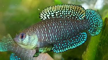 cientificos argentinos descubrieron una nueva especie de pez killi en el parque nacional iguazu