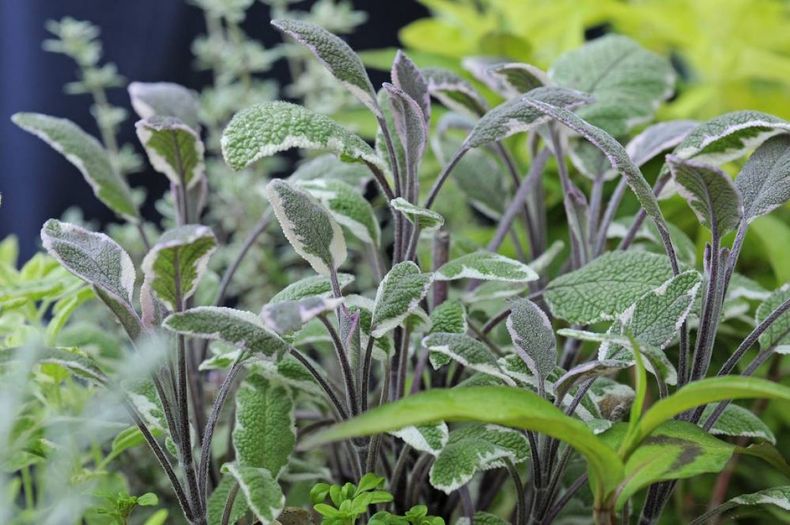 Salvia Planta Aromática Natural Pur Plant