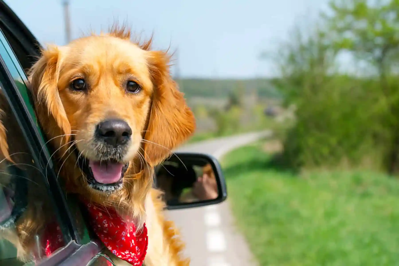 Consejos para viajar con tus mascotas este verano. (hond-event.nl)..png