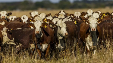 SANIDAD ANIMAL. El Laboratorio CDV participará por primera vez en Expoagro.&nbsp;